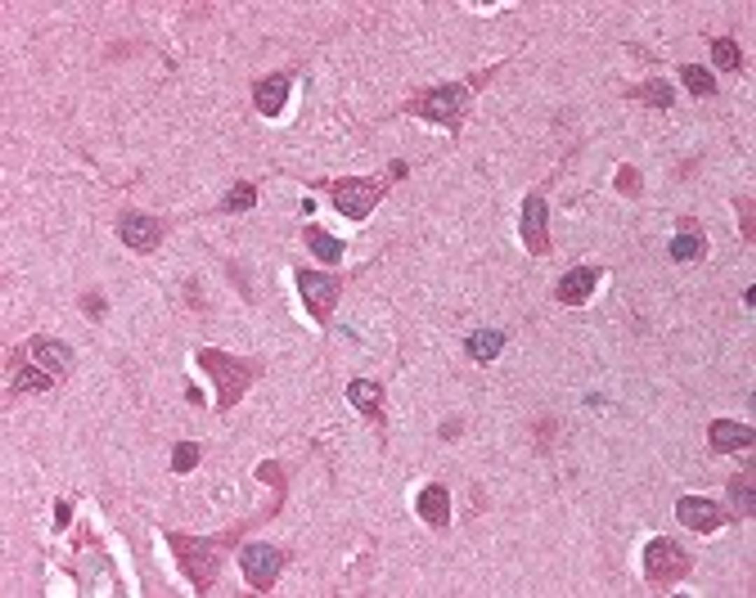 Immunohistochemistry staining of GAPDH in brain cortex tissue using GAPDH Antibody.