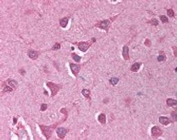 Immunohistochemistry staining of GAPDH in brain cortex tissue using GAPDH Antibody.