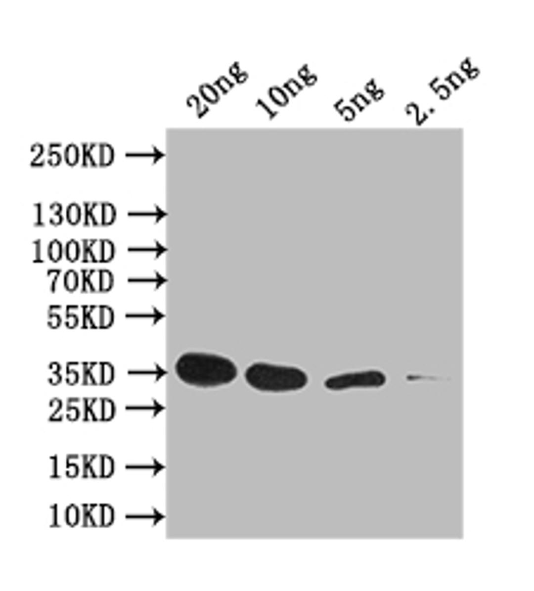 Western Blot. Positive WB detected in: recombinant protein. All lanes: sep-1 Antibody at 1:1000. Secondary. Goat polyclonal to rabbit IgG at 1/50000 dilution. Predicted band size: 35 kDa. Observed band size: 35 kDa. 