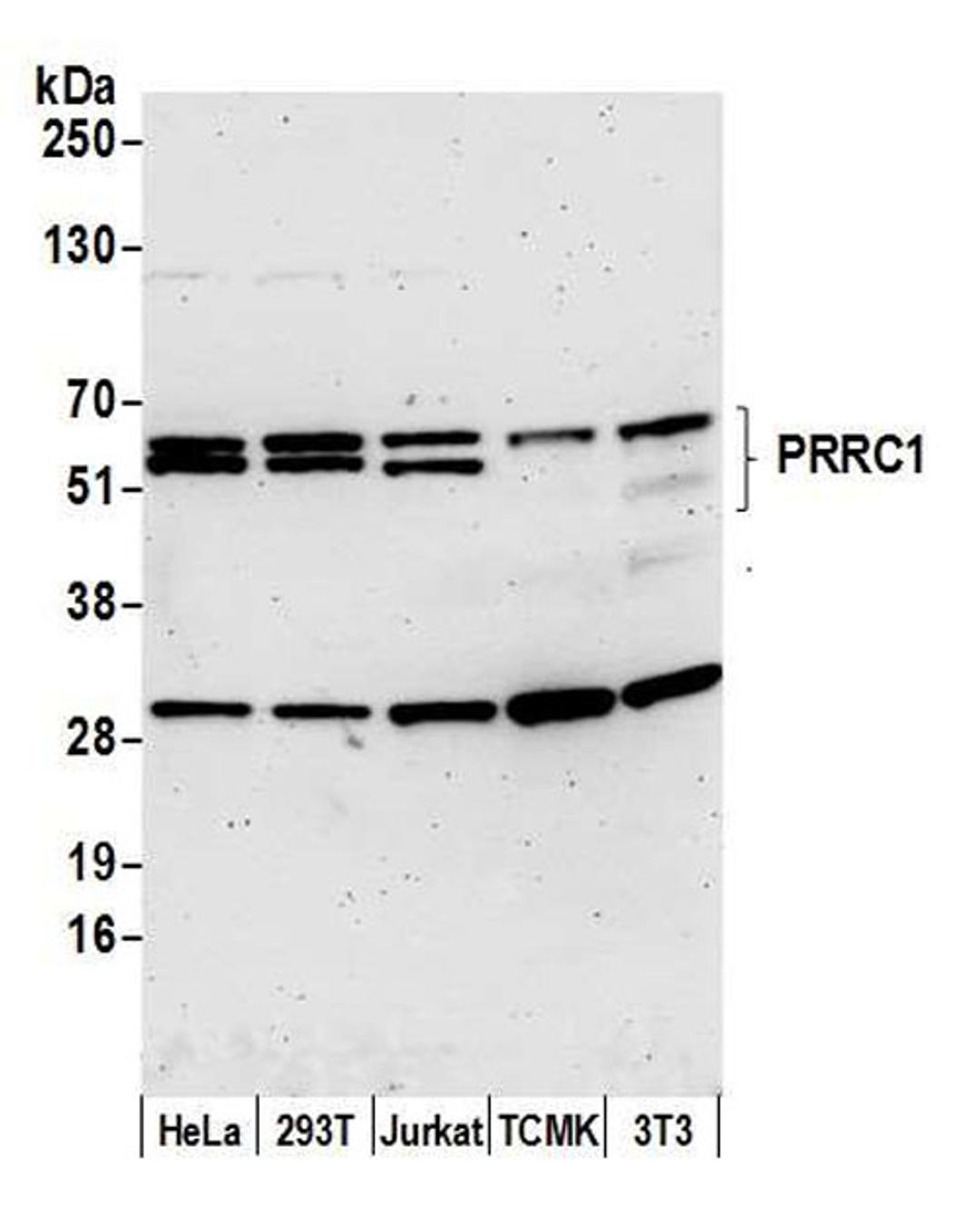 Detection of human and mouse PRRC1 by WB.