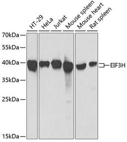 Western blot - EIF3H antibody (A7024)