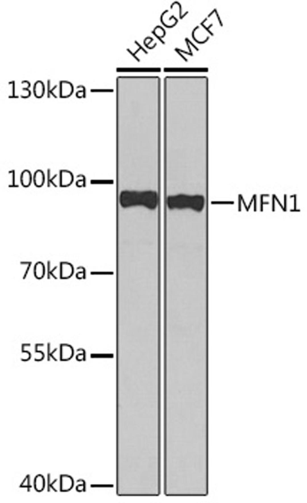 Western blot - MFN1 Rabbit pAb (A15474)