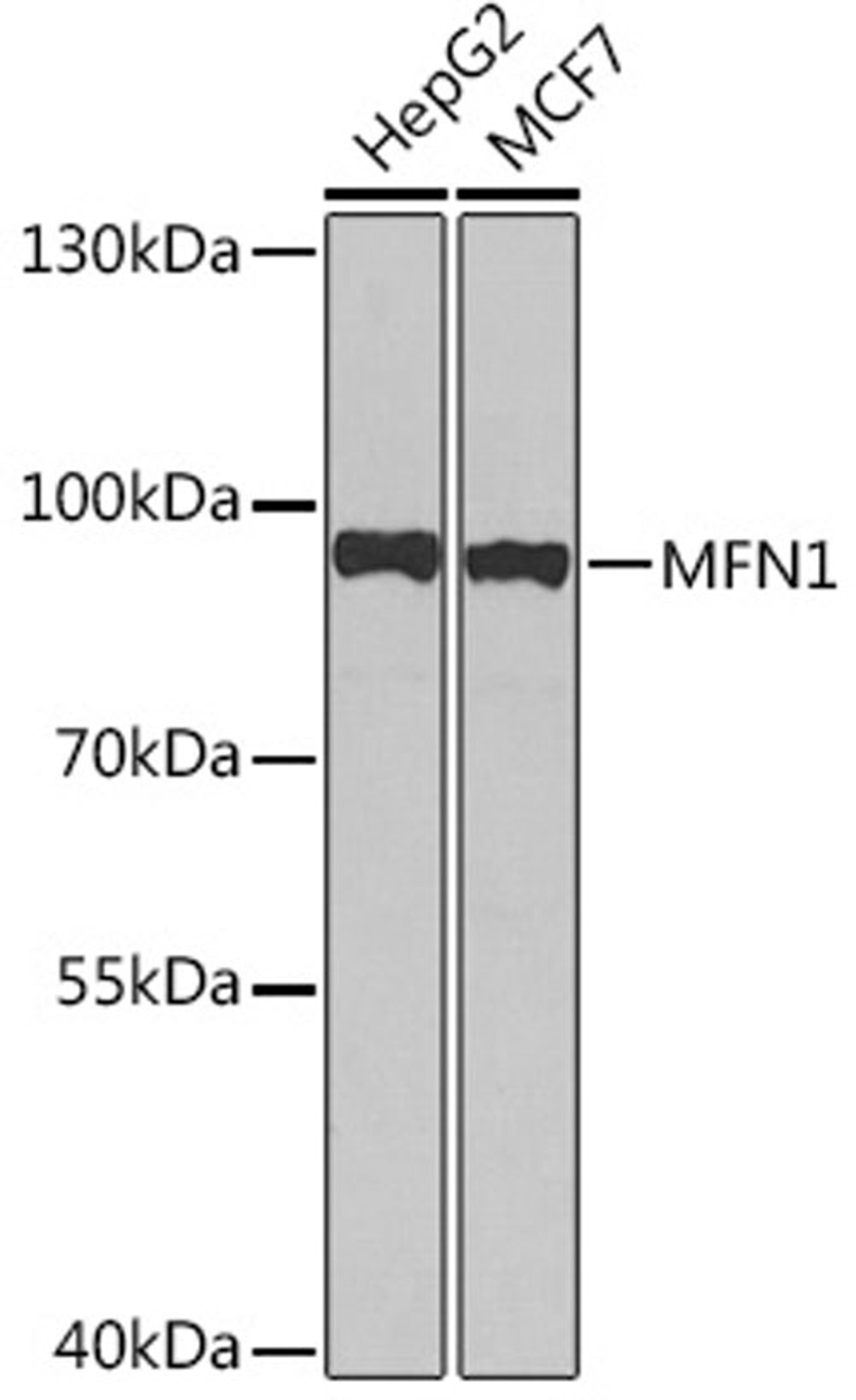 Western blot - MFN1 Rabbit pAb (A15474)