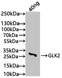 Western Blot. Positive WB detected in: recombinant protein. All lanes: GLK2 Antibody at 1:1000. Secondary. Goat polyclonal to rabbit IgG at 1/50000 dilution. Predicted band size: 25 kDa. Observed band size: 27 kDa. 