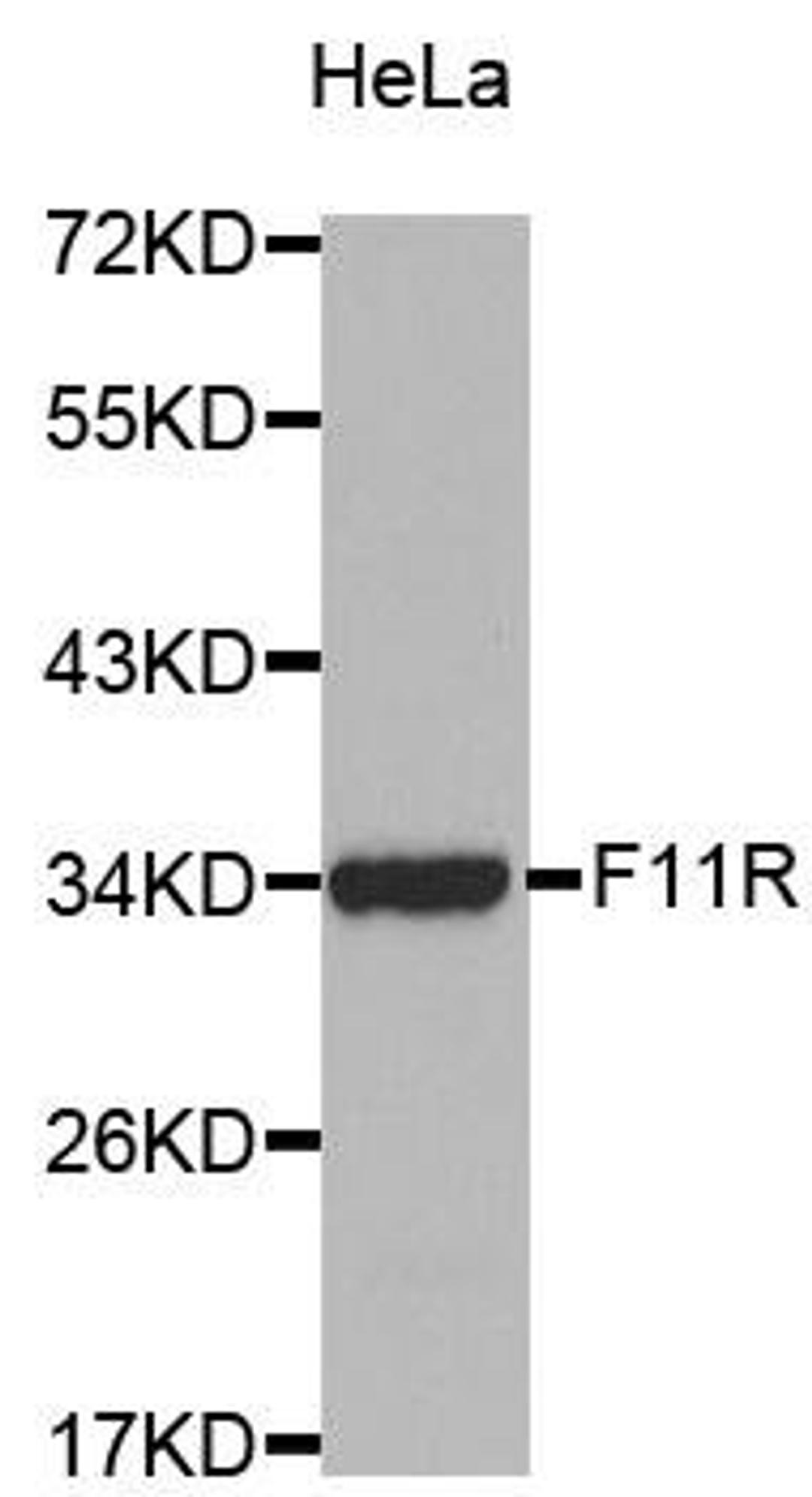 Western blot analysis of HeLa cell lysate using F11R antibody