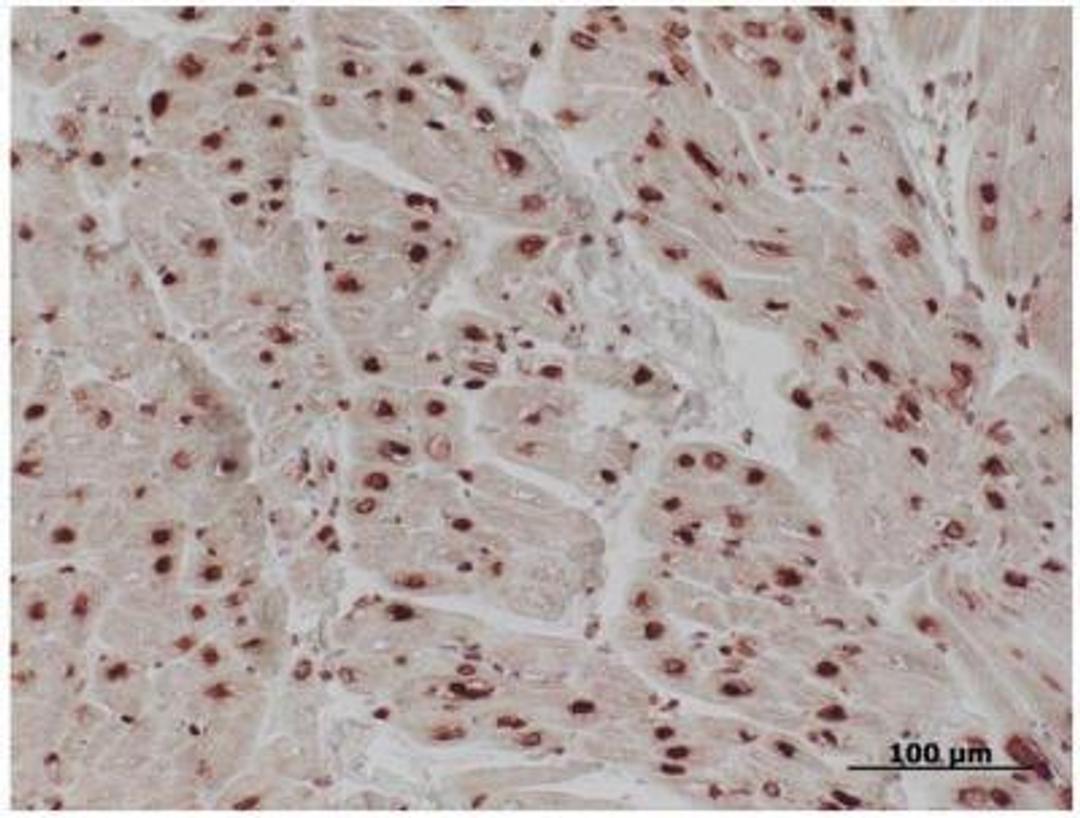 Immunohistochemistry: Histone H1 Antibody (21NC85) [NB100-65220] - FFPE pig heart stained with NB100-65220 at 1:500.