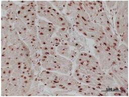 Immunohistochemistry: Histone H1 Antibody (21NC85) [NB100-65220] - FFPE pig heart stained with NB100-65220 at 1:500.