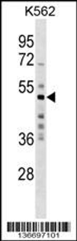 Western blot analysis in K562 cell line lysates (35ug/lane).