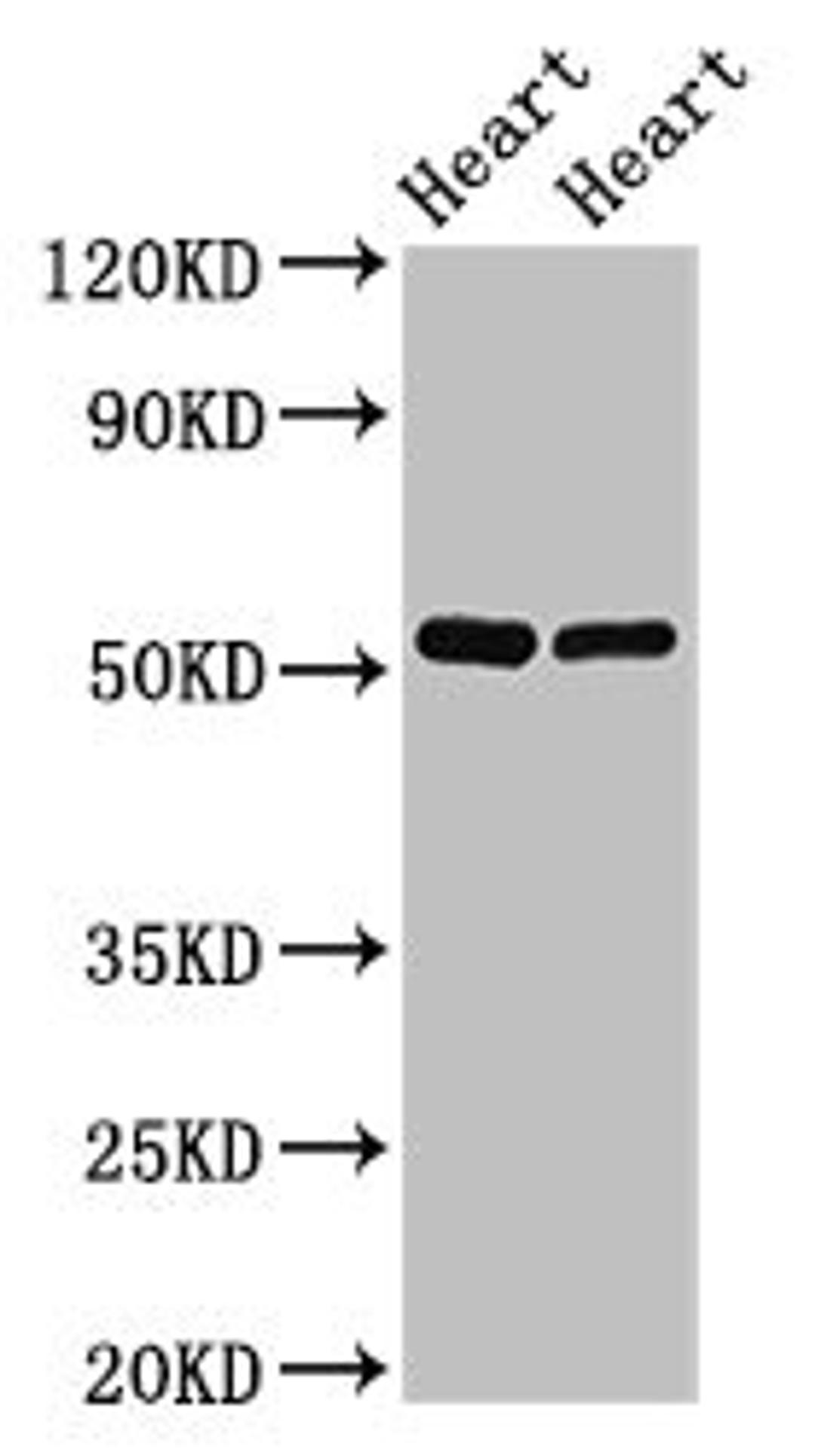 Western Blot. Positive WB detected in: Rat heart tissue, Mouse heart tissue. All lanes: SHE antibody at 2.5ug/ml. Secondary. Goat polyclonal to rabbit IgG at 1/50000 dilution. Predicted band size: 54 kDa. Observed band size: 54 kDa. 