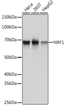 Western blot - NRF1 Rabbit mAb (A3252)