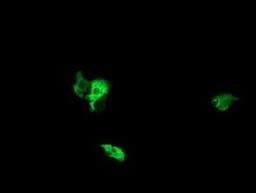 Immunofluorescence: NEK11 Antibody (5D9) [NBP2-46140] - Analysis  of COS7 cells transiently transfected by pCMV6-ENTRY NEK11.