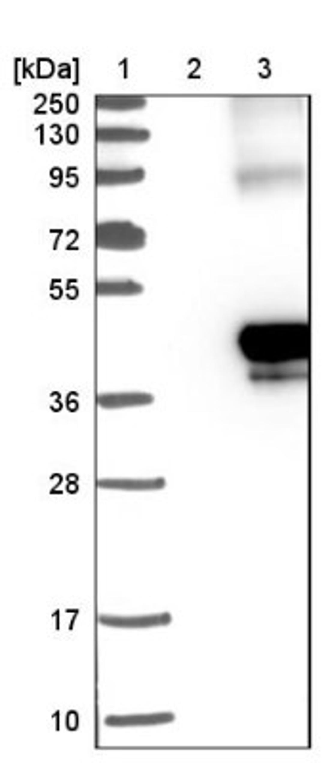 Western Blot: TMEM115 Antibody [NBP1-80898] - Lane 1: Marker [kDa] 250, 130, 95, 72, 55, 36, 28, 17, 10<br/>Lane 2: Negative control (vector only transfected HEK293T lysate)<br/>Lane 3: Over-expression lysate (Co-expressed with a C-terminal myc-DDK tag (~3.1 kDa) in mammalian HEK293T cells, LY416237)