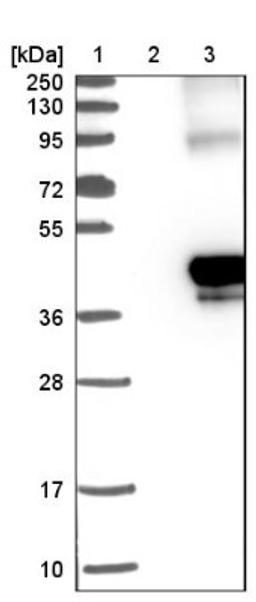 Western Blot: TMEM115 Antibody [NBP1-80898] - Lane 1: Marker [kDa] 250, 130, 95, 72, 55, 36, 28, 17, 10<br/>Lane 2: Negative control (vector only transfected HEK293T lysate)<br/>Lane 3: Over-expression lysate (Co-expressed with a C-terminal myc-DDK tag (~3.1 kDa) in mammalian HEK293T cells, LY416237)