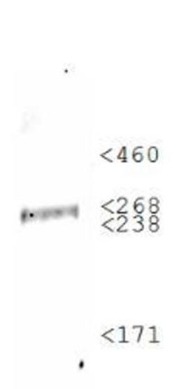 Western Blot: Fibronectin Antibody [NBP1-91258] - WB analysis of Fibronectin in HepG2 cell lysate.