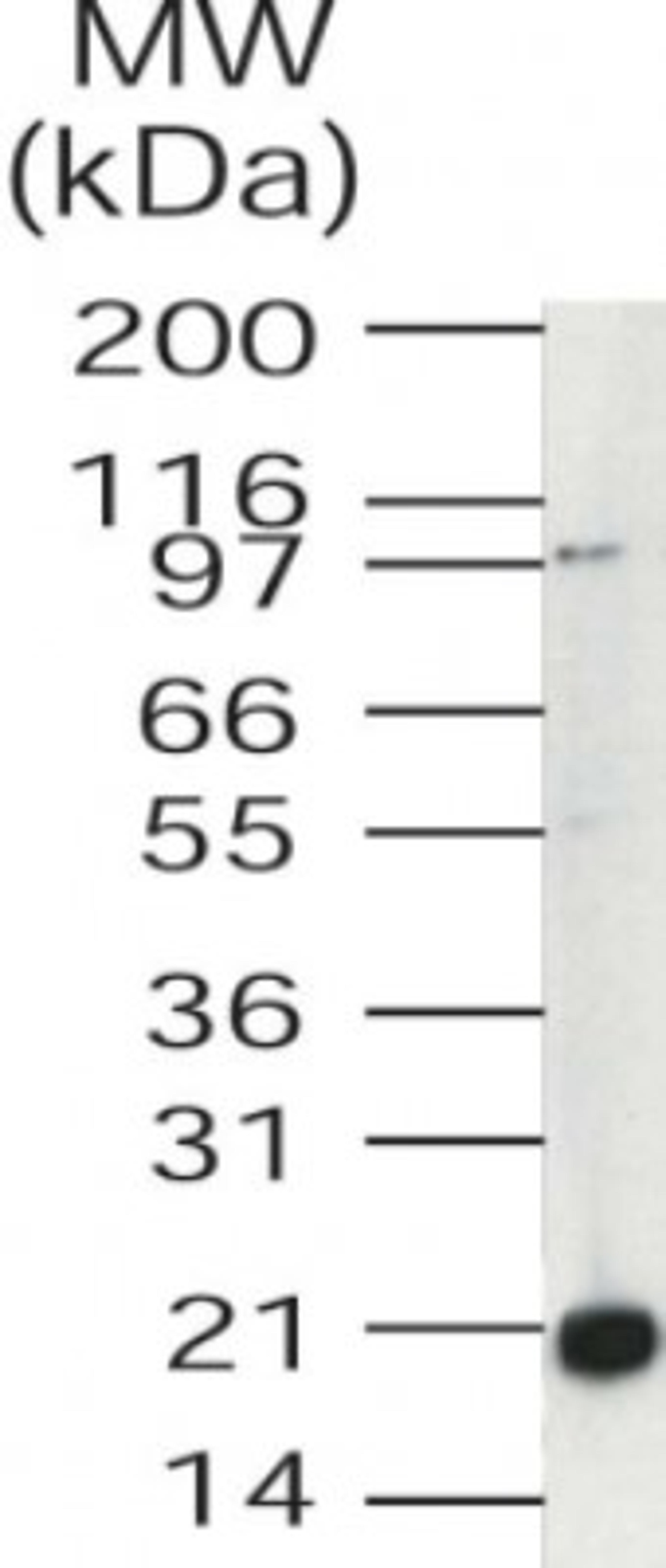 Western Blot: Ube2V1 Antibody [NB100-56397] - Analysis of UBE2V1a in Jurkat cell lysate using this antibody at 1 ug/ml.