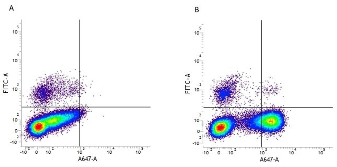 Figure A. mouse anti human CD19. Figure B. mouse anti human CD19 and mouse anti human CD10.