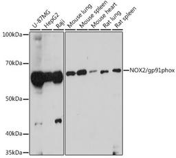 Western blot - NOX2/gp91phox antibody (A12430)