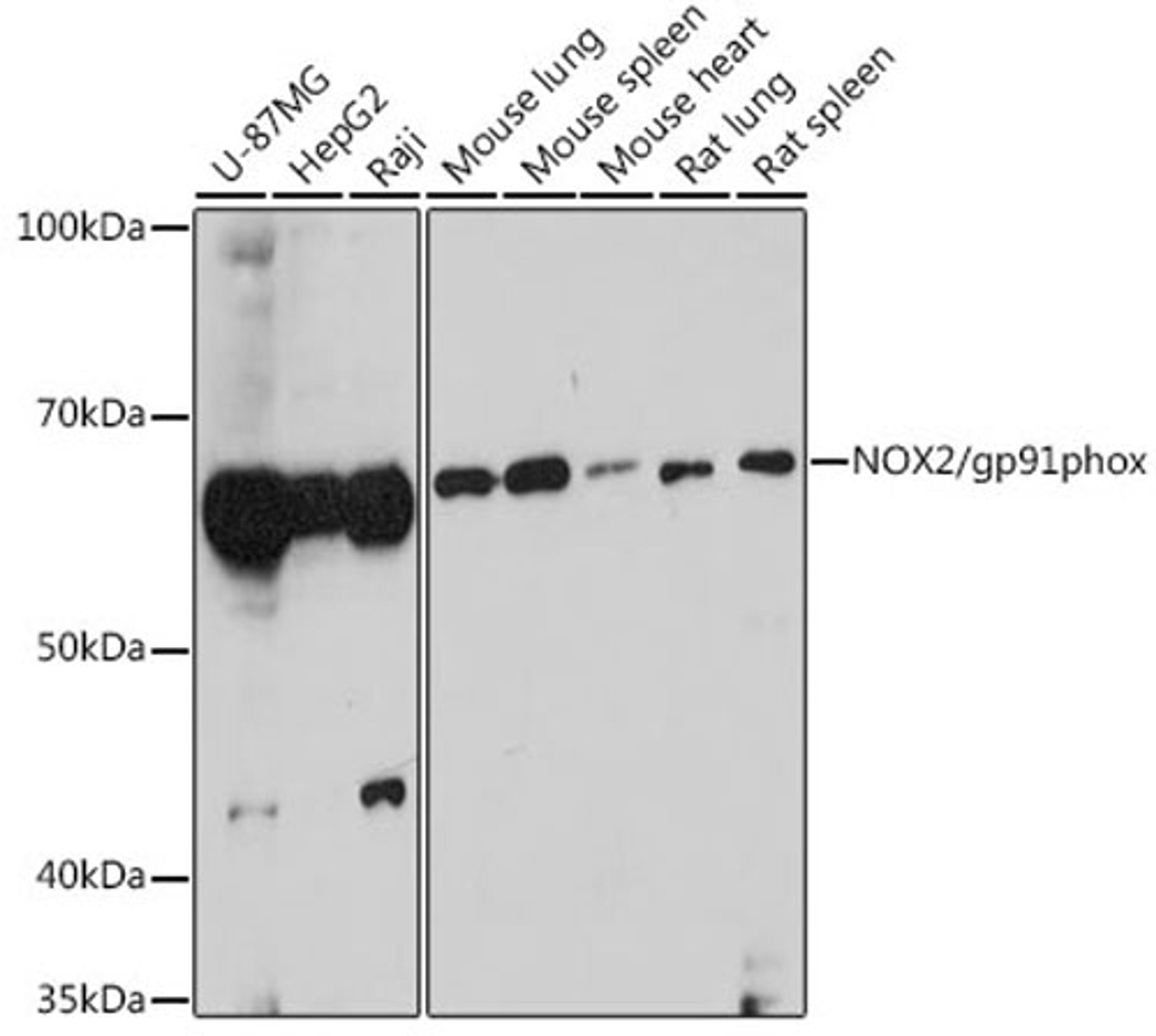 Western blot - NOX2/gp91phox antibody (A12430)