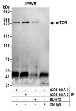 Detection of human mTOR by western blot of immunoprecipitates.