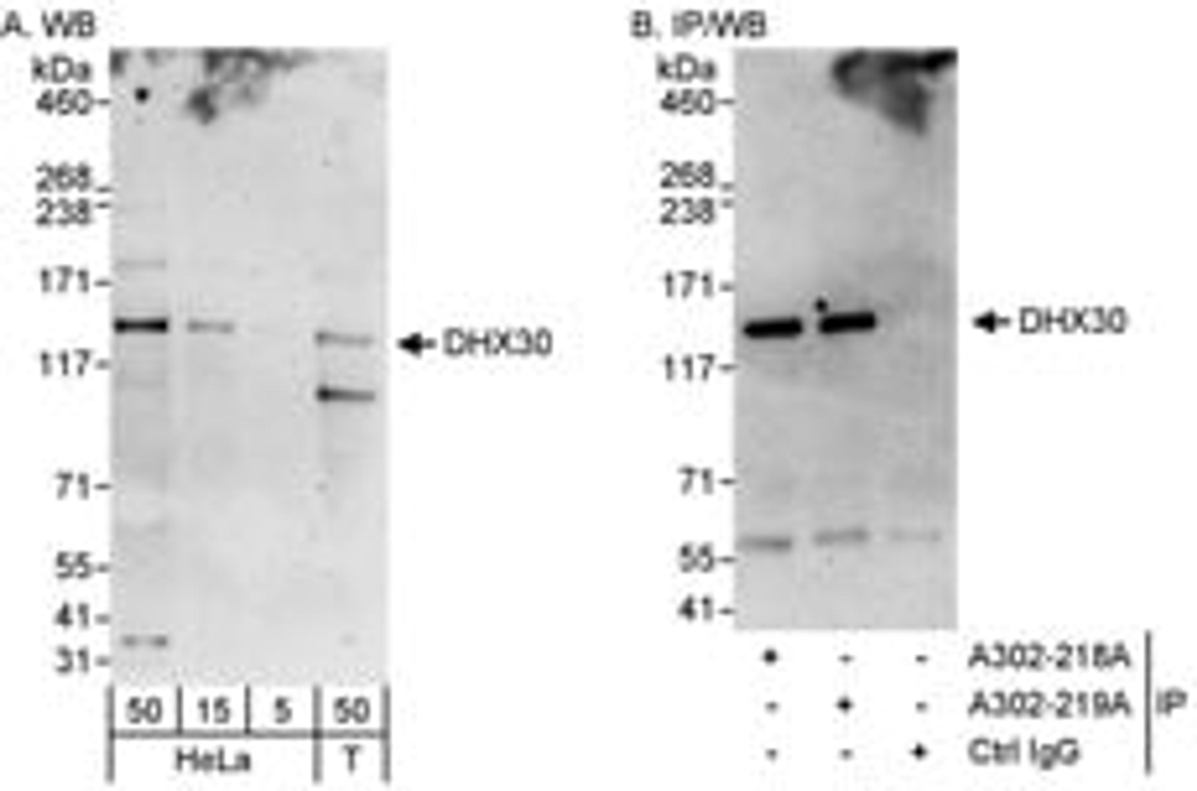 Detection of human DHX30 by western blot and immunoprecipitation.