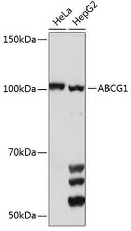 Western blot - ABCG1 Polyclonal Antibody (A4328)