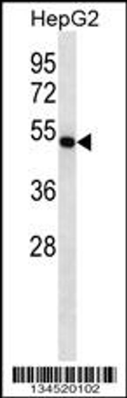 Western blot analysis in HepG2 cell line lysates (35ug/lane).