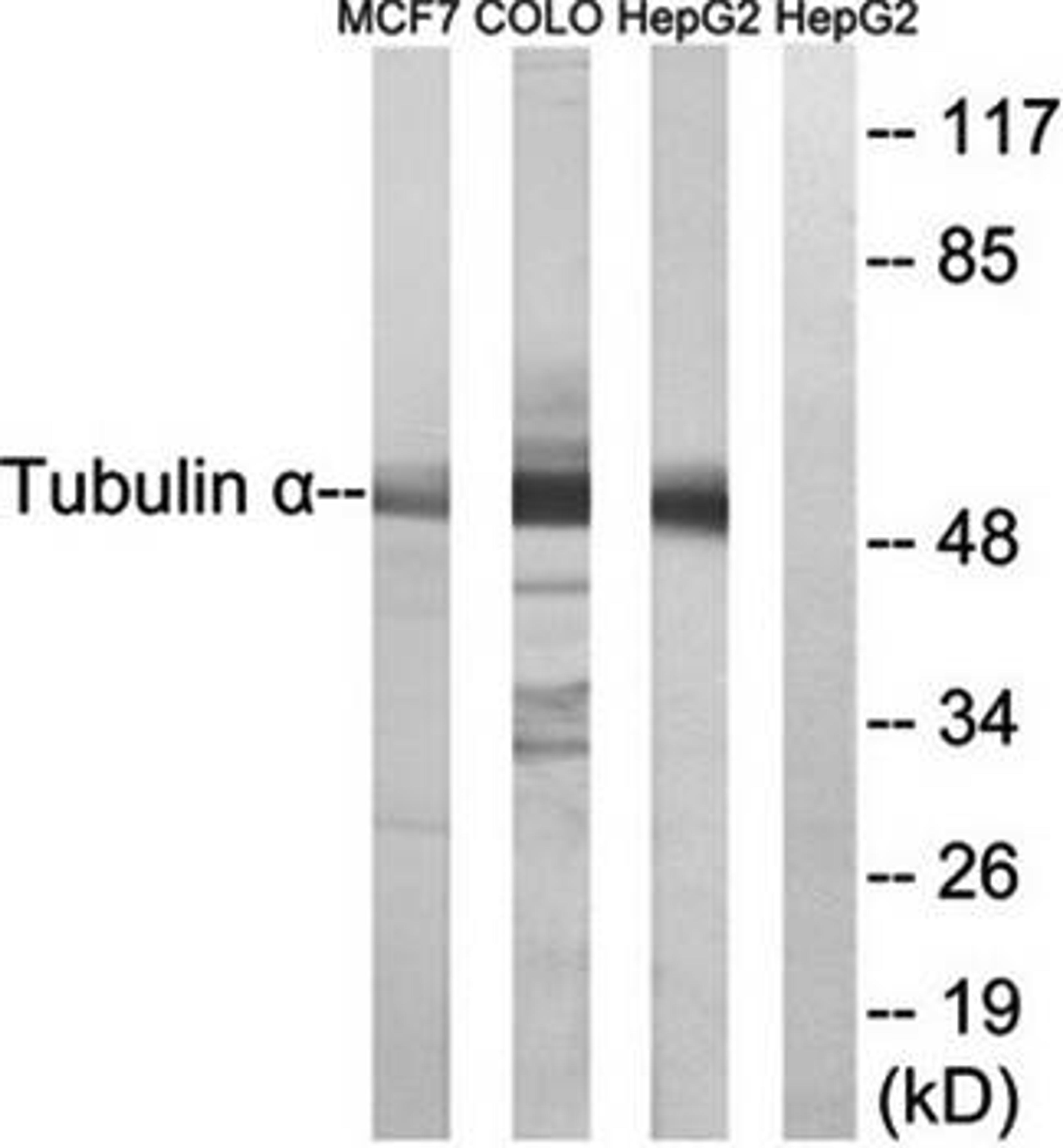 Western blot analysis of extracts from MCF7,COLO and HepG2 cells using Tubulin alpha antibody