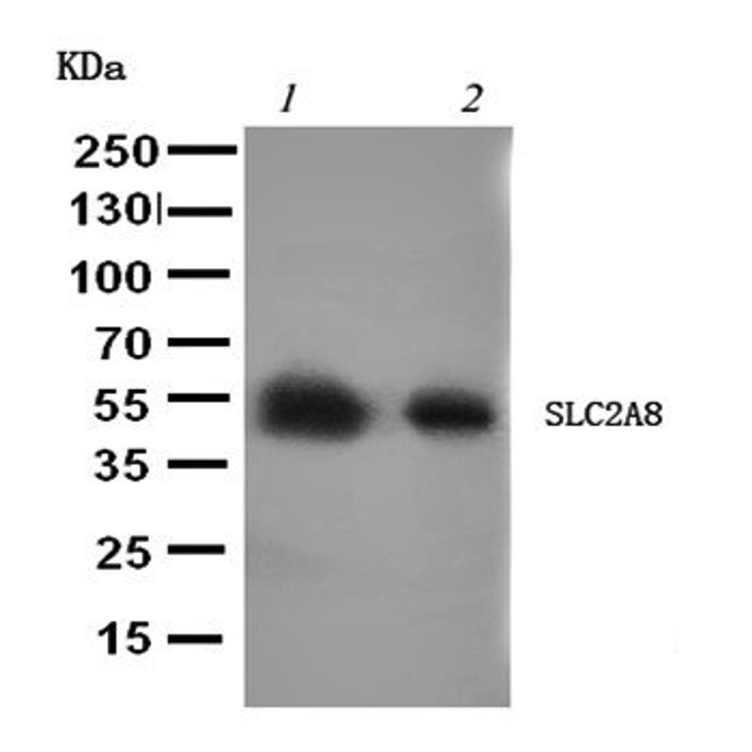 Western blot analysis of Lane 1: Rat Testis Tissue Lysate, Lane 2: Human Placenta Tissue Lysate using SLC2A8 antibody