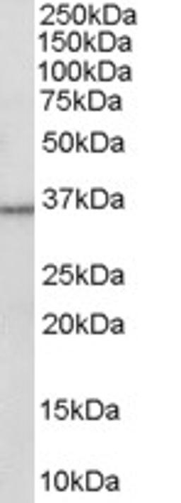 45-748 (0.3ug/ml) staining of Human Liver lysate (35ug protein in RIPA buffer). Primary incubation was 1 hour. Detected by chemiluminescence.