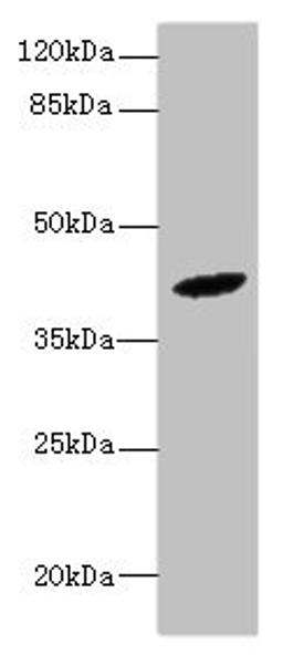 Western blot. All lanes: HM13 antibody at 6ug/ml + Mouse liver tissue. Secondary. Goat polyclonal to rabbit at 1/10000 dilution. Predicted band size: 42, 47, 44, 37 kDa. Observed band size: 42 kDa.