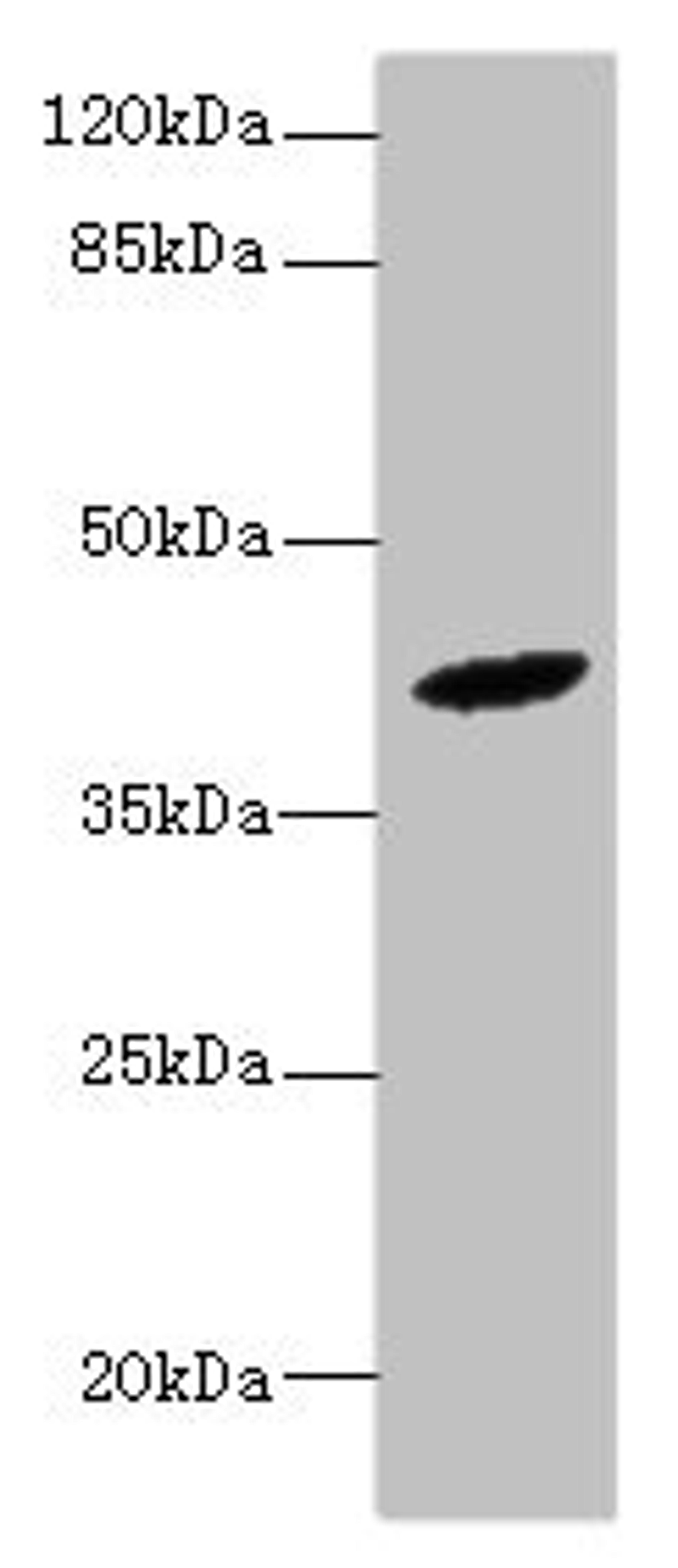 Western blot. All lanes: HM13 antibody at 6ug/ml + Mouse liver tissue. Secondary. Goat polyclonal to rabbit at 1/10000 dilution. Predicted band size: 42, 47, 44, 37 kDa. Observed band size: 42 kDa.