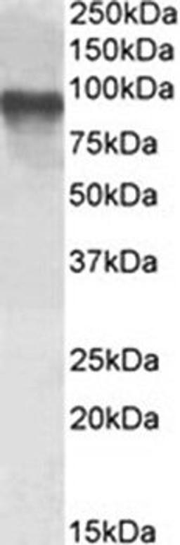 Western blot analysis of Jurkat cell lysate using mTORC2 antibody