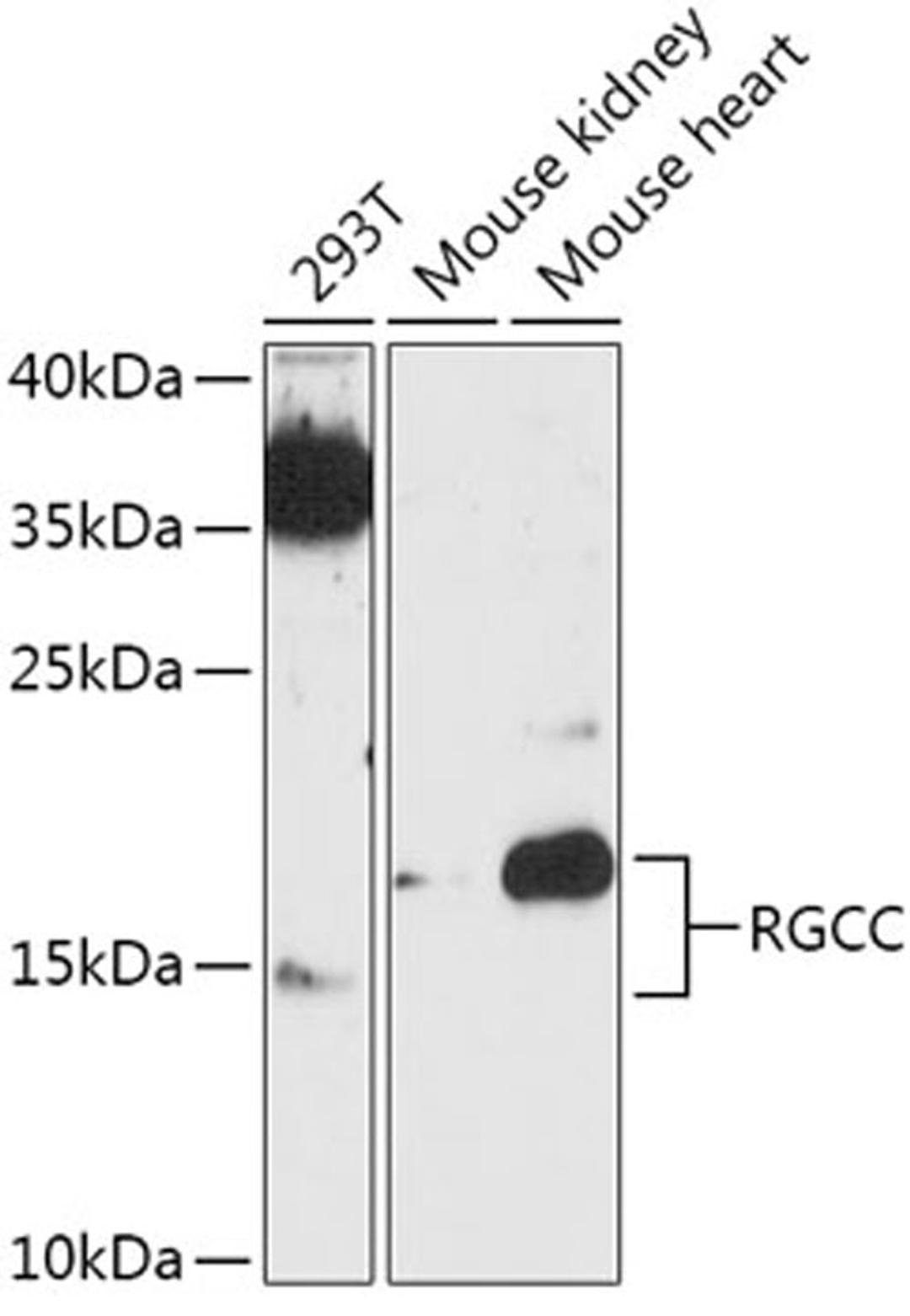 Western blot - RGCC antibody (A17689)