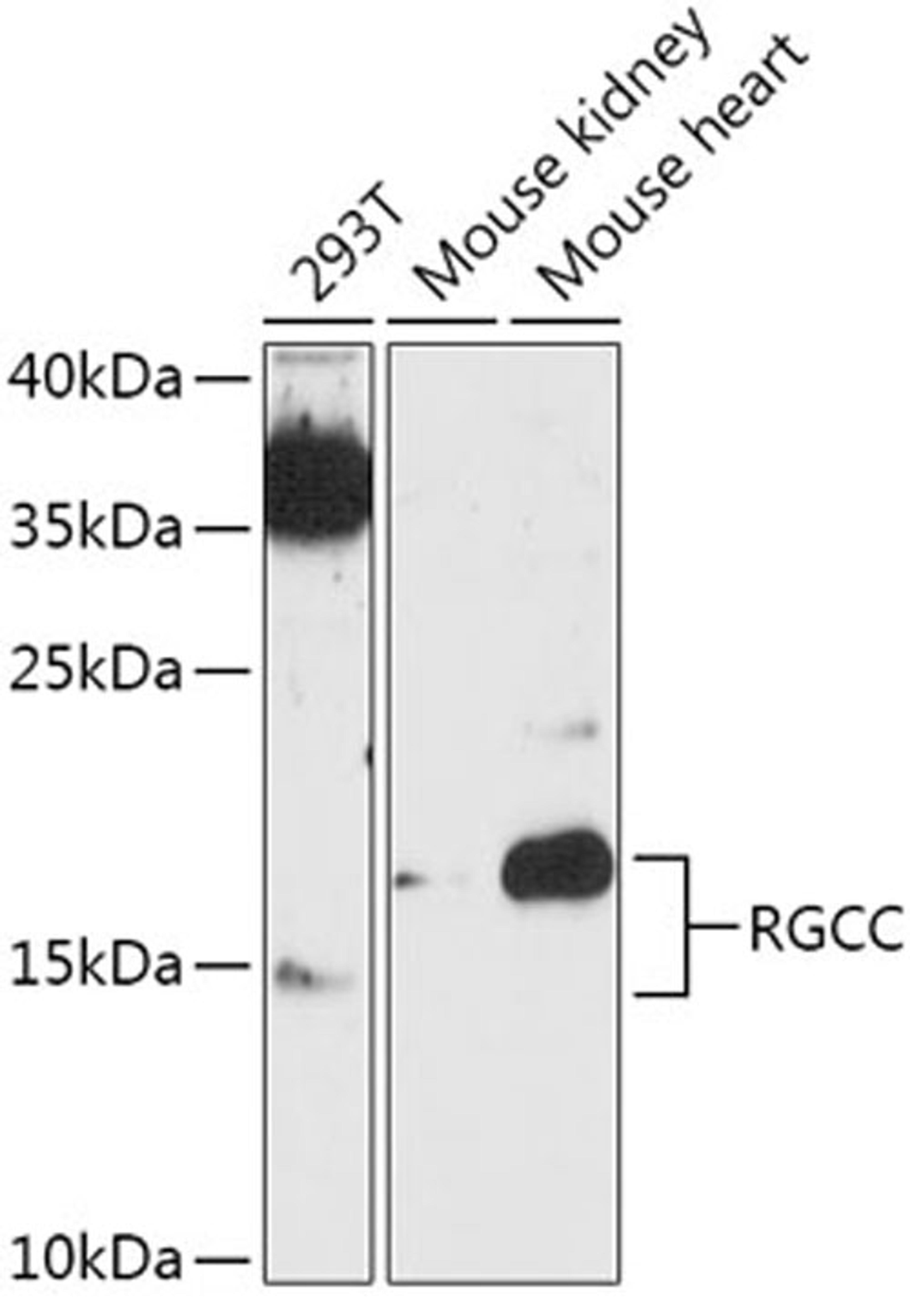 Western blot - RGCC antibody (A17689)