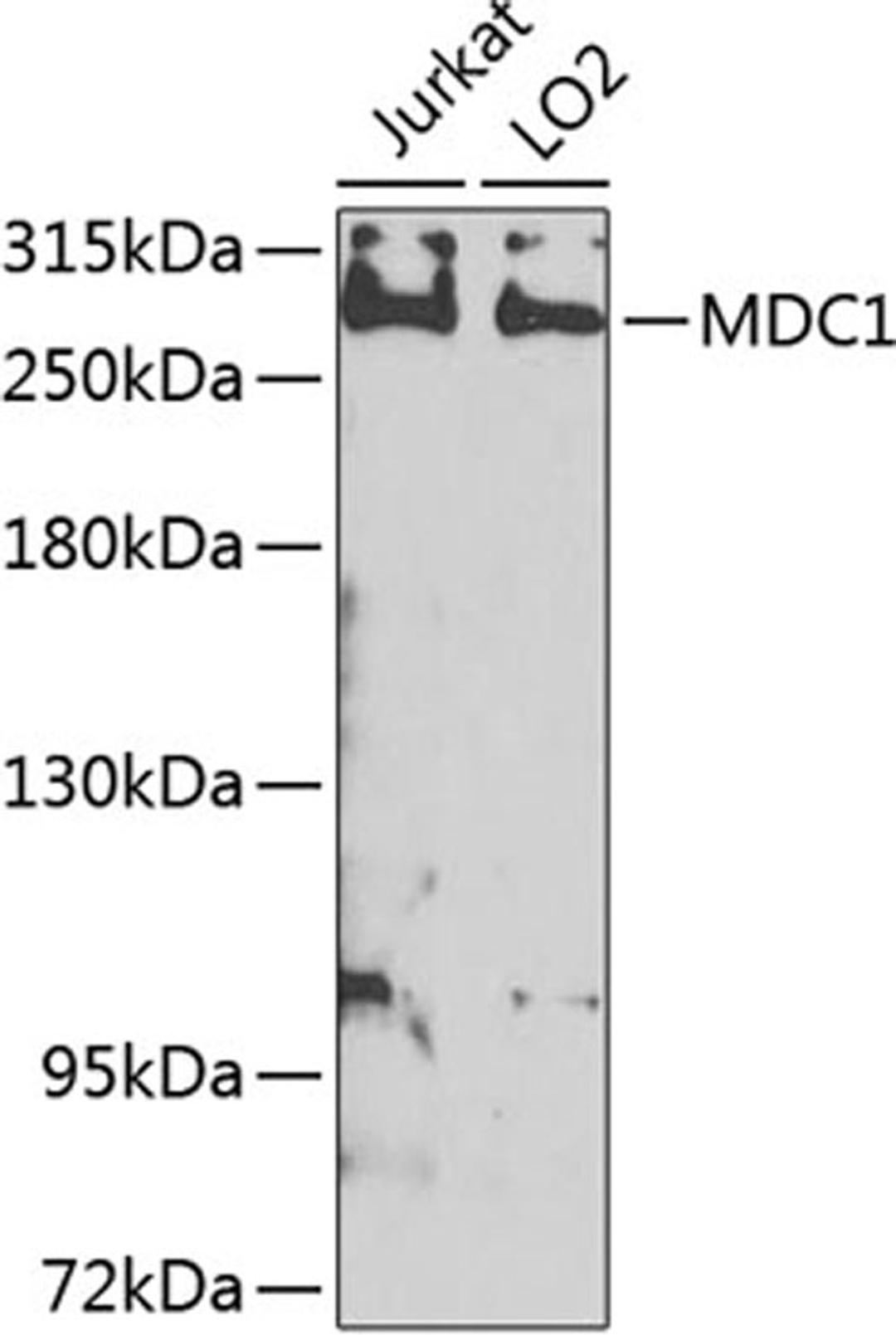 Western blot - MDC1 antibody (A8358)