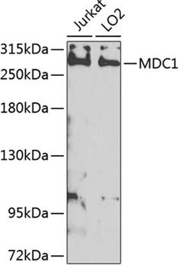 Western blot - MDC1 antibody (A8358)