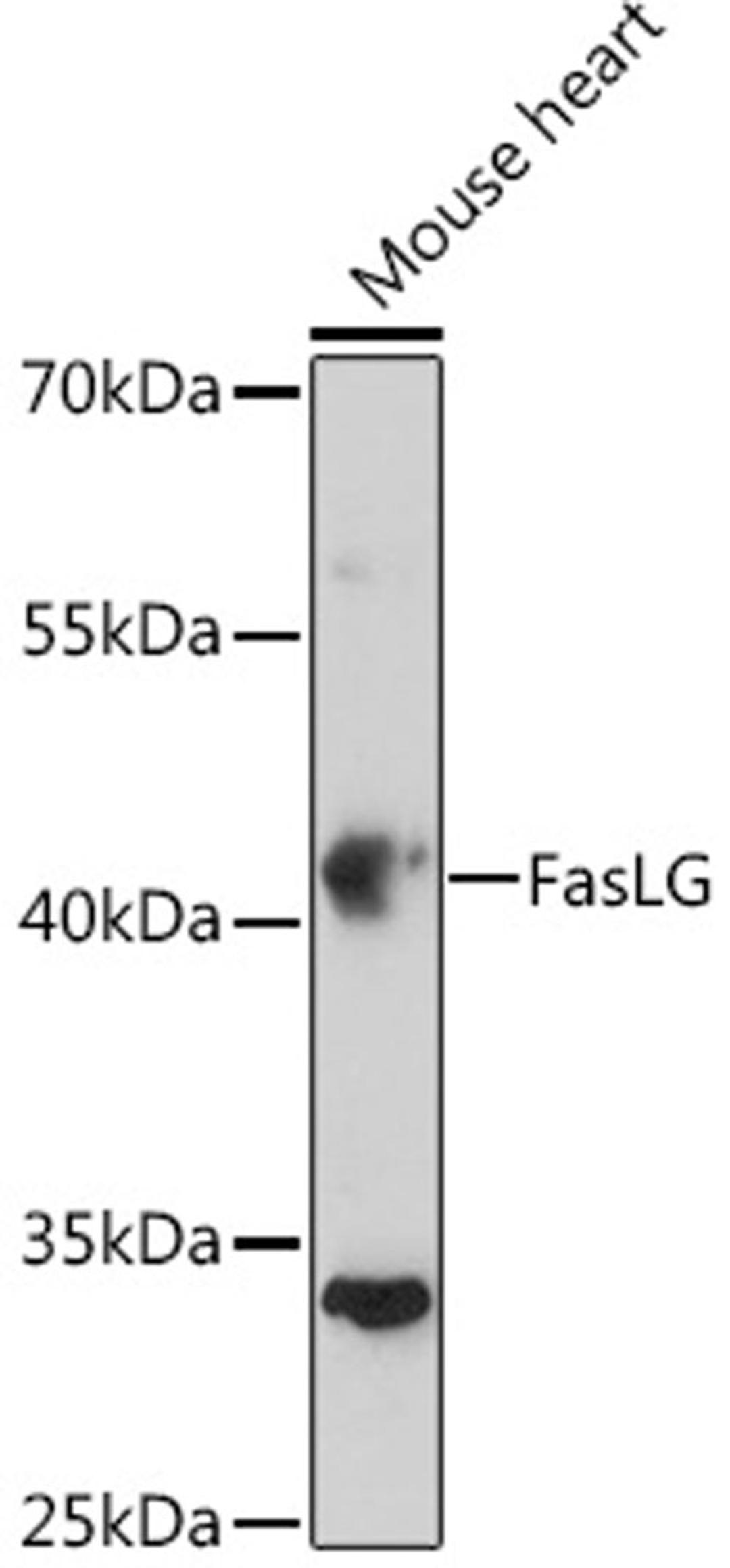 Western blot - FasLG antibody (A0234)