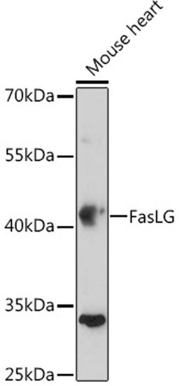 Western blot - FasLG antibody (A0234)