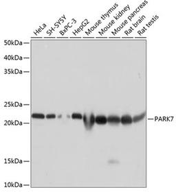 Western blot - PARK7 antibody (A19097)