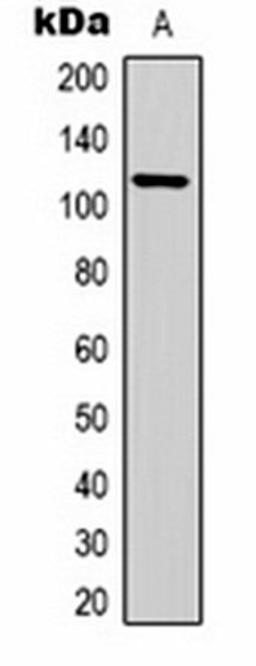 Western blot analysis of  pig skeletal muscle (Lane1) whole cell lysates using IGFN1 antibody