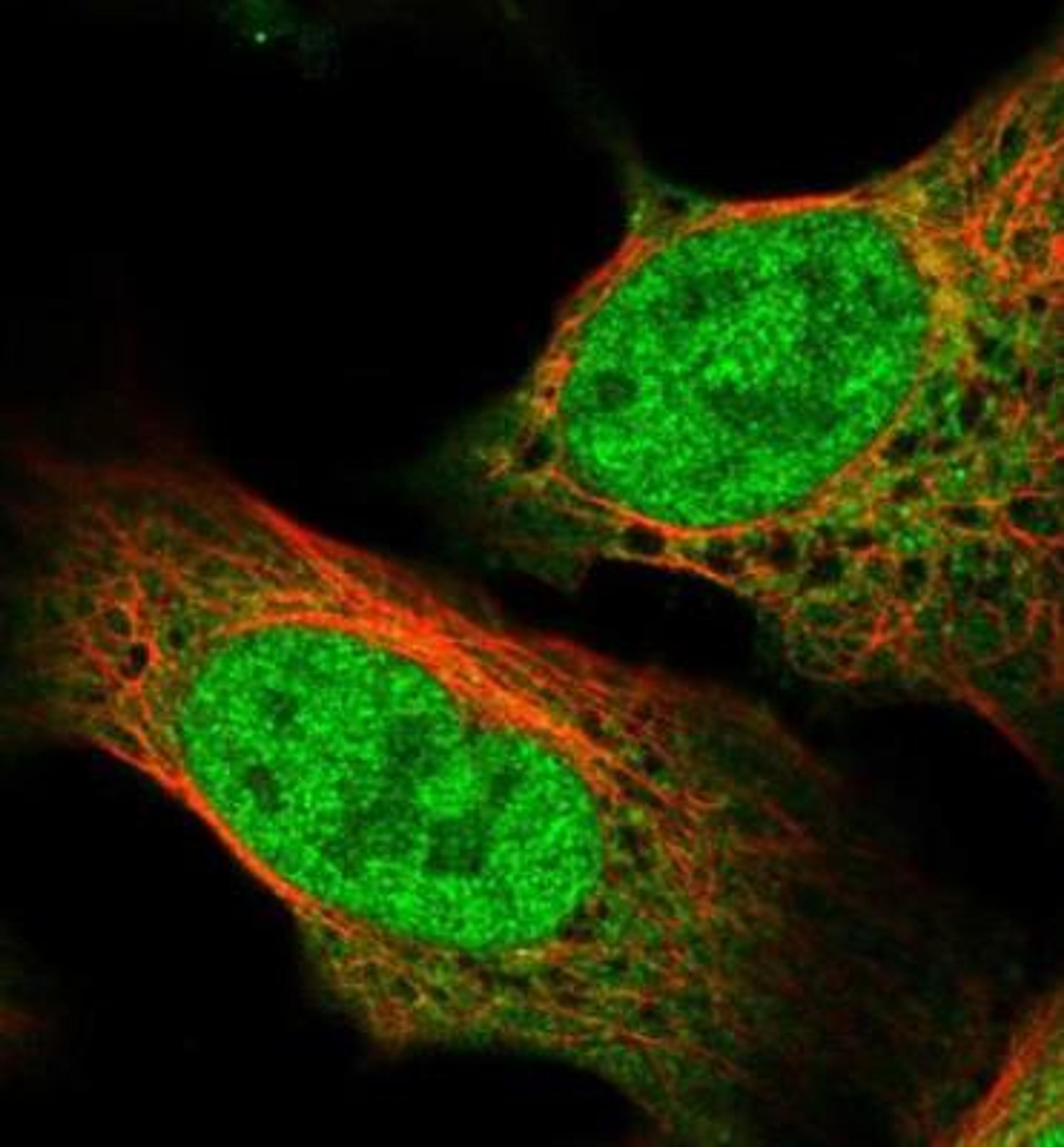 Immunocytochemistry/Immunofluorescence: MASL1 Antibody [NBP2-30382] - Staining of human cell line U-2 OS shows positivity in cytoplasm & nucleus but excluded from the nucleoli.