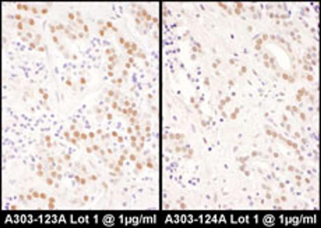 Detection of human NFIC by immunohistochemistry.