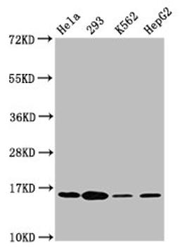 Western Blot. Positive WB detected in: Hela whole cell lysate, 293 whole cell lysate, K562 whole cell lysate, HepG2 whole cell lysate. All lanes: H2AFX antibody at 1.8µg/ml. Secondary. Goat polyclonal to rabbit IgG at 1/50000 dilution. Predicted band size: 16 kDa. Observed band size: 16 kDa