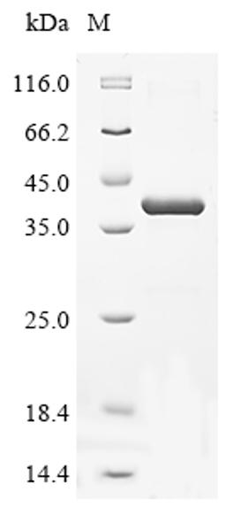 (Tris-Glycine gel) Discontinuous SDS-PAGE (reduced) with 5% enrichment gel and 15% separation gel.