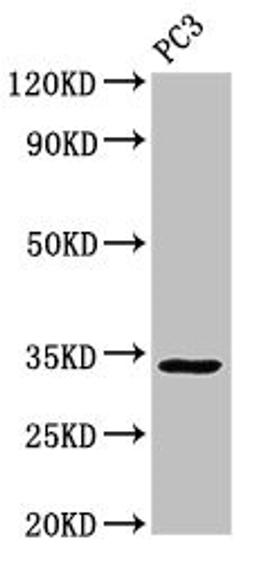 Western Blot. Positive WB detected in: PC-3 whole cell lysate. All lanes: STX1A antibody at 3ug/ml. Secondary. Goat polyclonal to rabbit IgG at 1/50000 dilution. Predicted band size: 34, 30, 29 kDa. Observed band size: 34 kDa. 