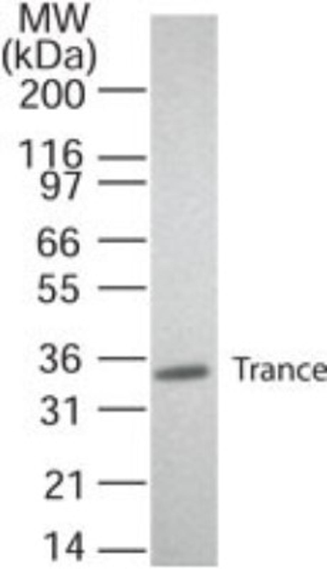 Western Blot: RANKL Antibody (12A668) [Azide Free] [NB100-56593] - analysis of Trance (RANKL) using Trance antibody. Transfected cell lysate was probed with 2 ug of Trance antibody.