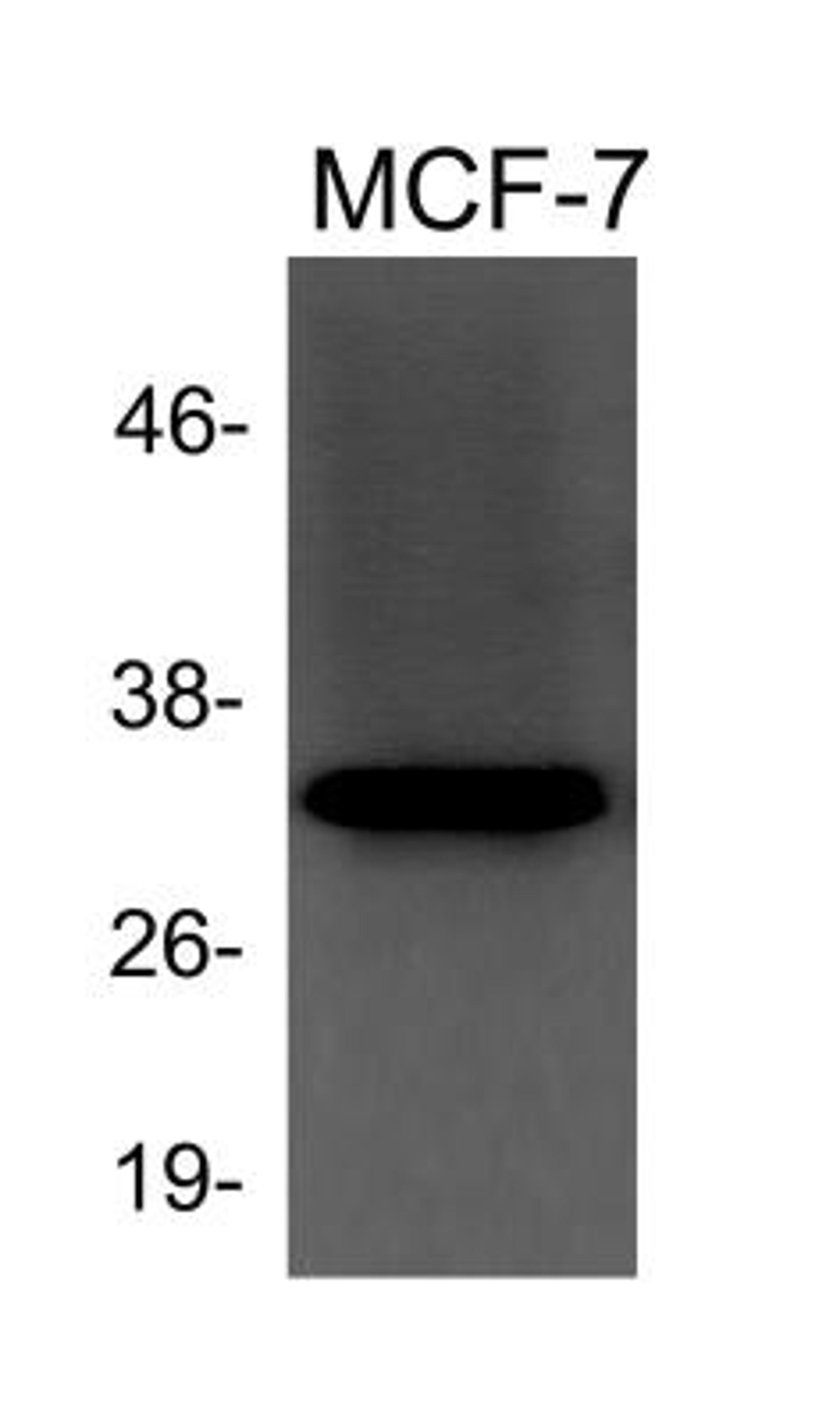 Western Blot: beta-Actin Antibody [NB600-532] - Analysis using the HRP conjugate of NB600-532. Detection of Beta Actin in MCF-7 cell lysate (20ug) using anti-Beta Actin antibody. Image from verified customer review.