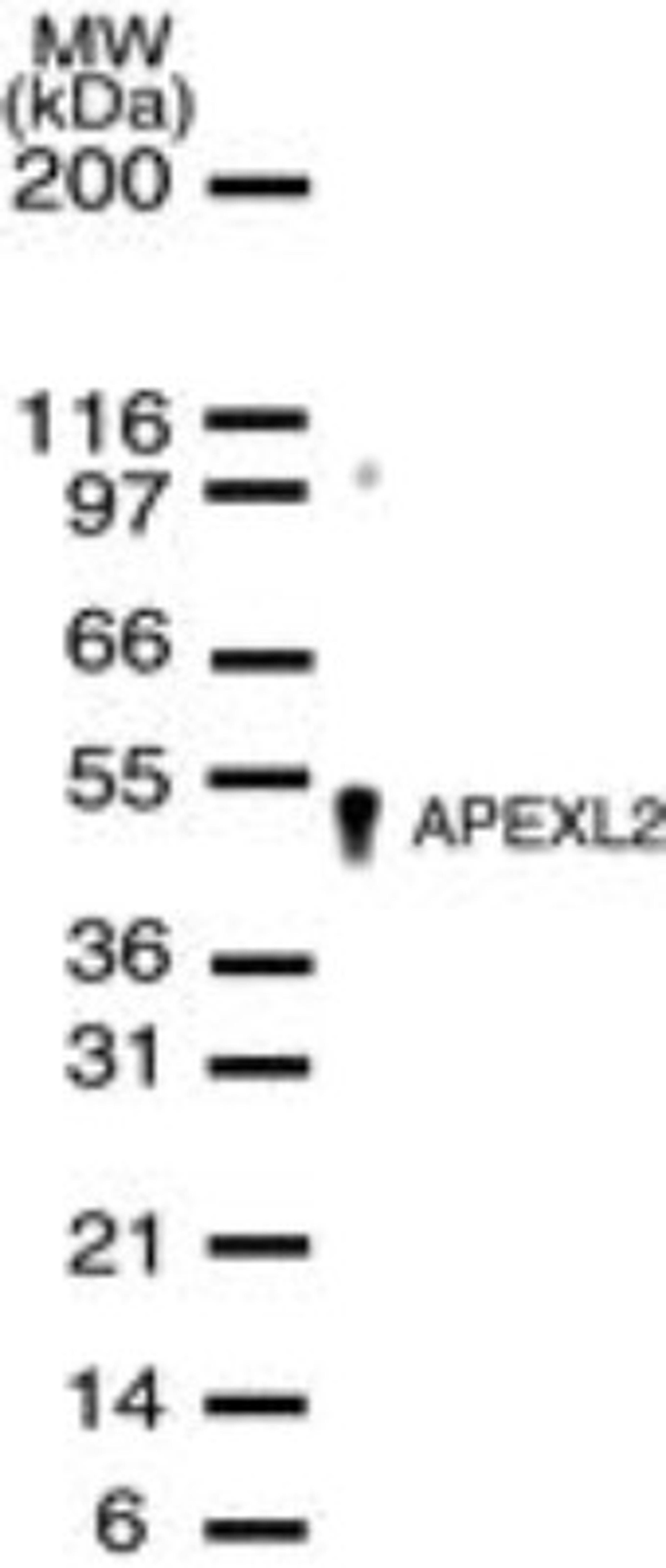 Western Blot: APEX2 Antibody [NB100-56625] - Western blot analysis of APEXL2 in HeLa cell lysates using NB100-56625 at a dilution of 1:500.