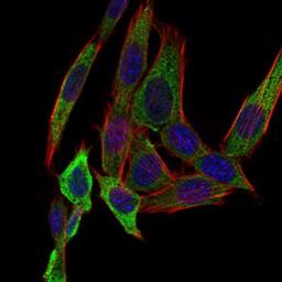 Immunocytochemistry/Immunofluorescence: Papilin Antibody (5B2E5) [NBP2-37320] - Immunofluorescence analysis of NIH/3T3 cells using PAPLN mouse mAb (green). Blue: DRAQ5 fluorescent DNA dye. Red: Actin filaments have been labeled with Alexa Fluor-555 phalloidin.