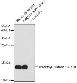 Western blot - TriMethyl-Histone H4-K20 antibody (A2372)